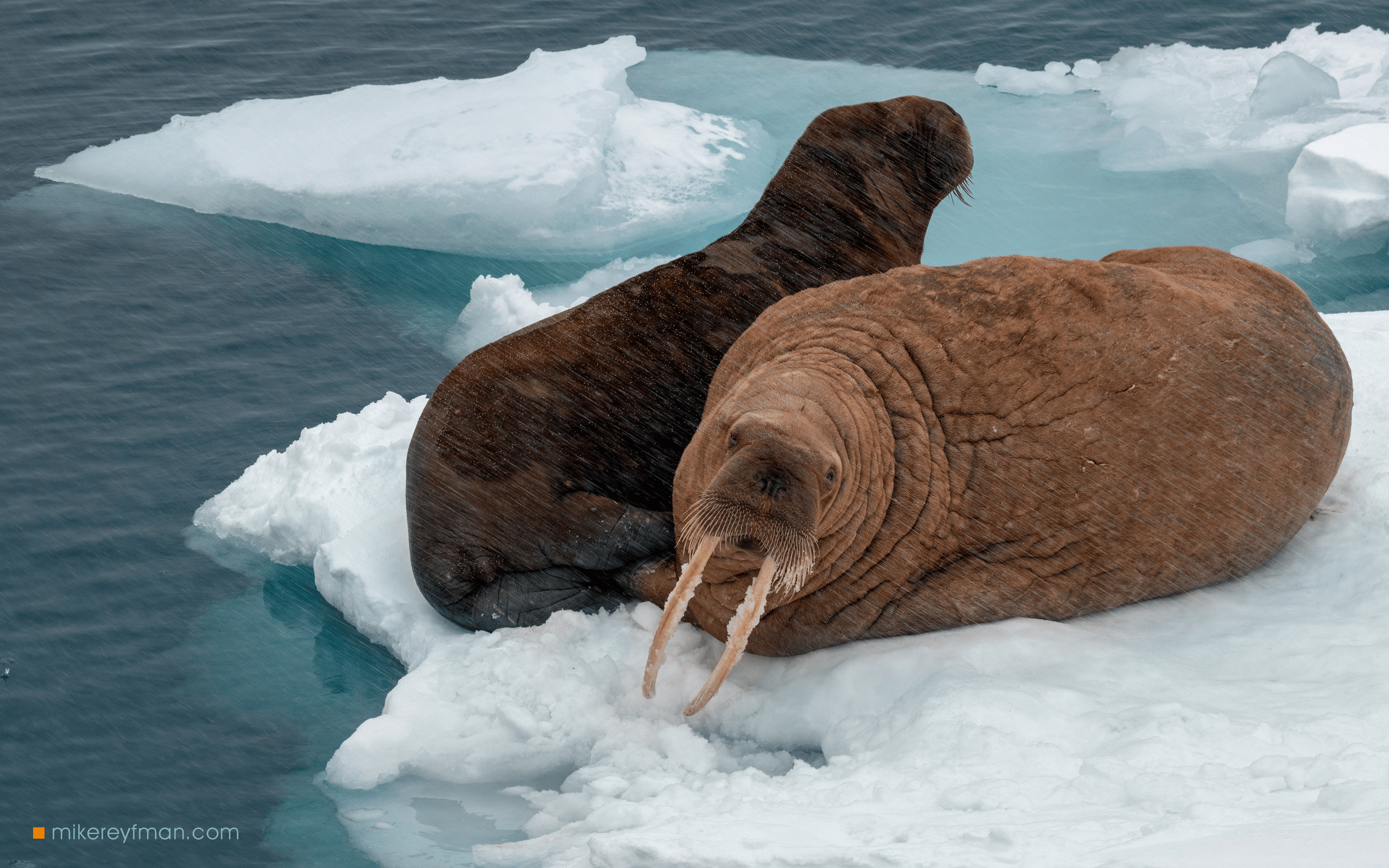 Svalbard walrus thrive in the face of sea ice decline, mocking predictions of future catastrophe