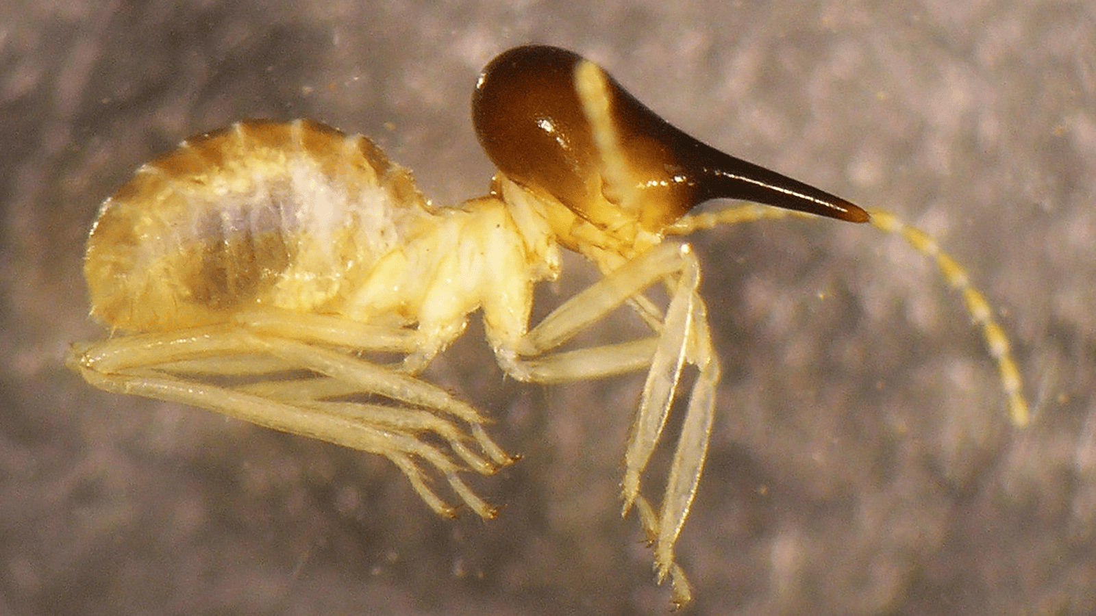 Australia’s Voracious Termites Are Now “Driven by Climate Change”