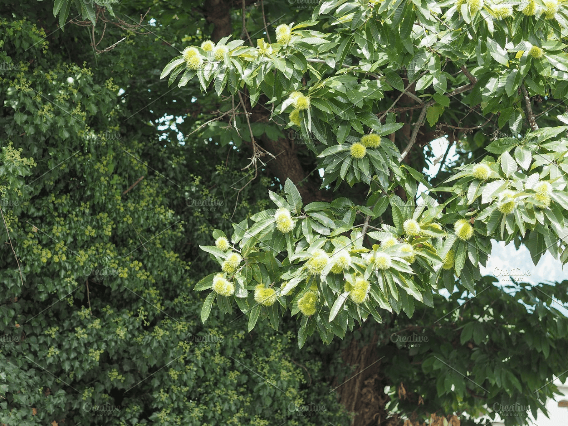 The American Chestnut Tree: From near-extinction to recovery?