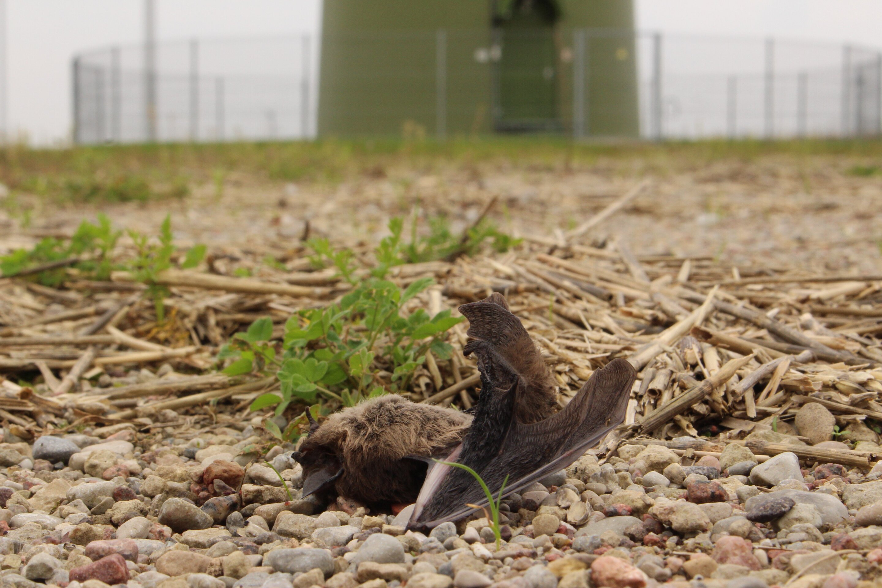 Canada’s Wind Industry Wiping Out Endangered Bat Species At Alarming Rate