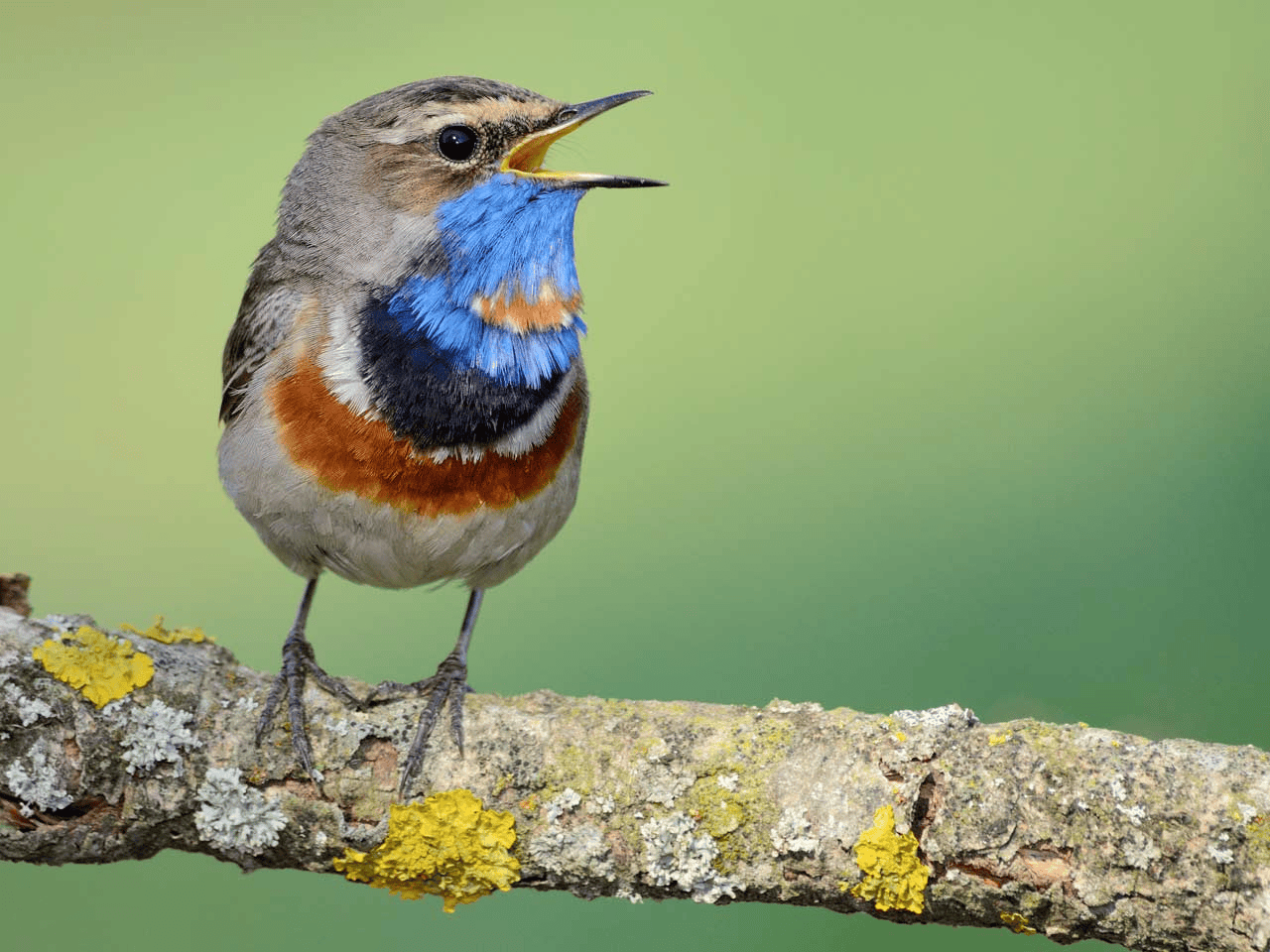 Catastrophising Summer–The Birds