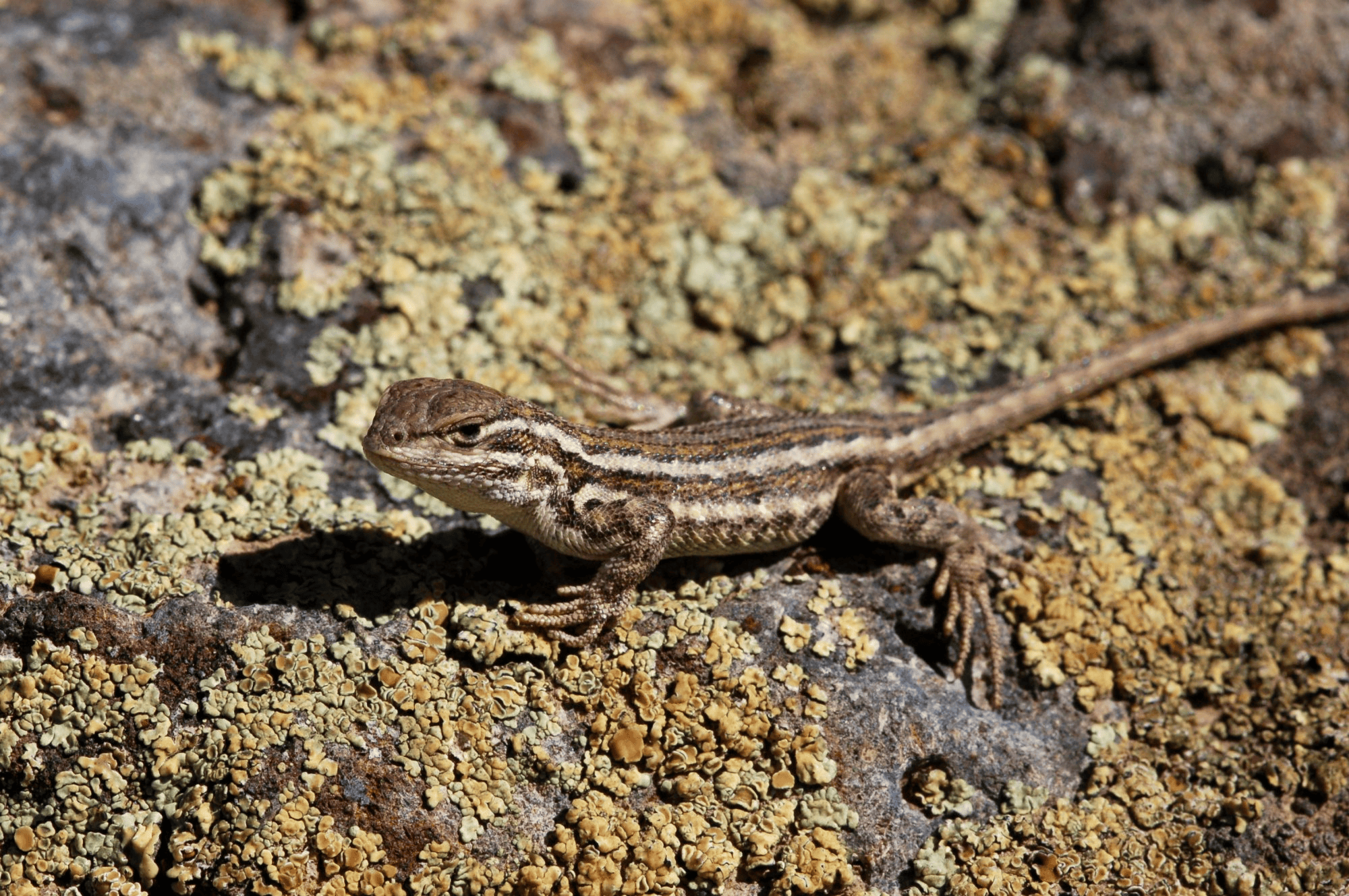 Looming ESA listing of Dunes Sagebrush Lizard roils desert Southwest