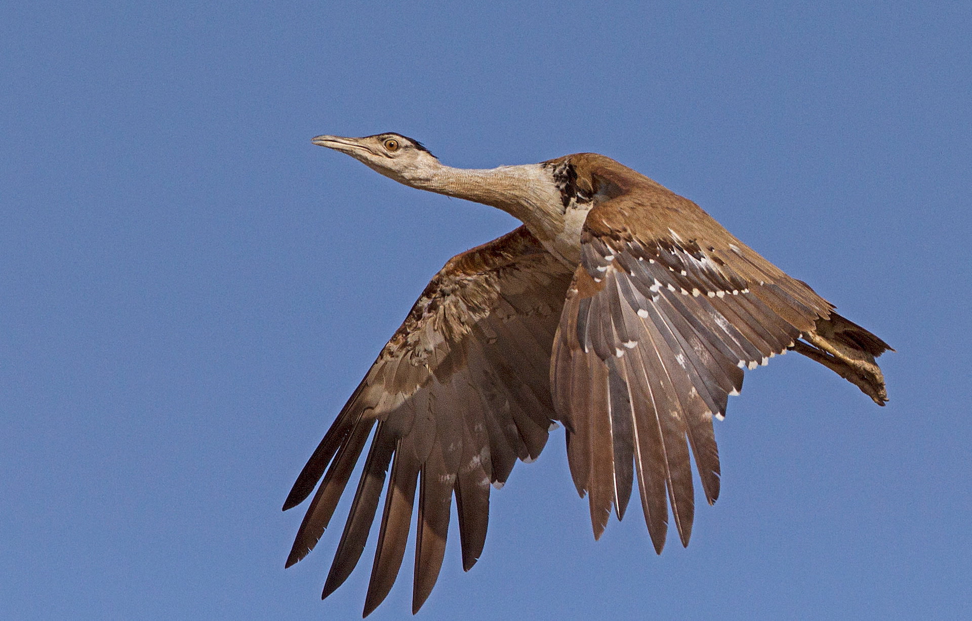 Fears Over Massive Expansion in Electric Cables Due to Renewables as Great Indian Bustard Heads for Electrocution Extinction