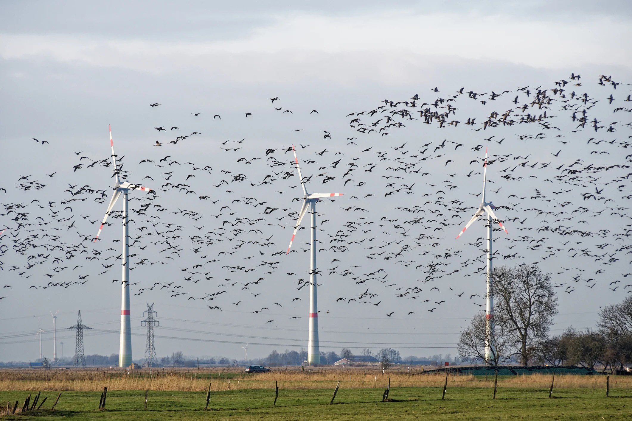 The Devastating Ecological Carnage Wrought by Wind Turbines