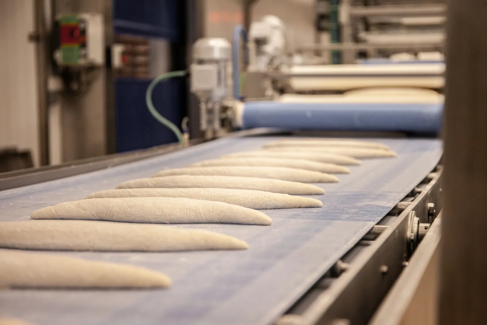 Unbaked bread moving along a conveyor on an industrial bakery production line