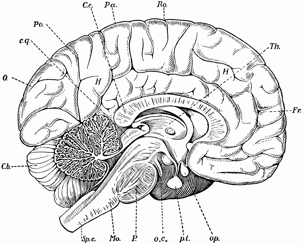 Brain coloring page from anatomy category. Brain Anatomy Coloring Pages Clip Art Library