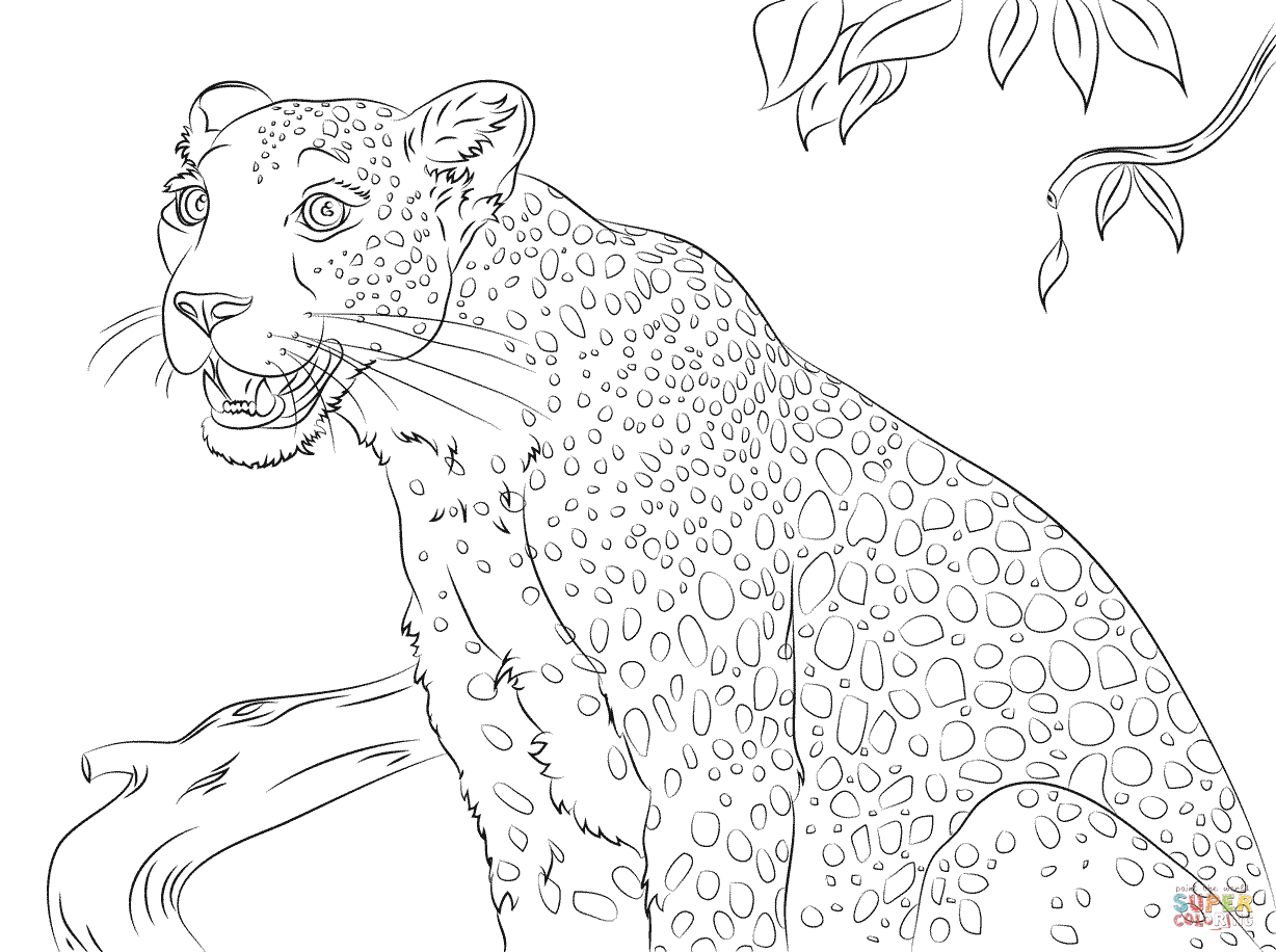 Staggering Snow Leopard Coloring Pages Image Inspirations Thespacesweinherit