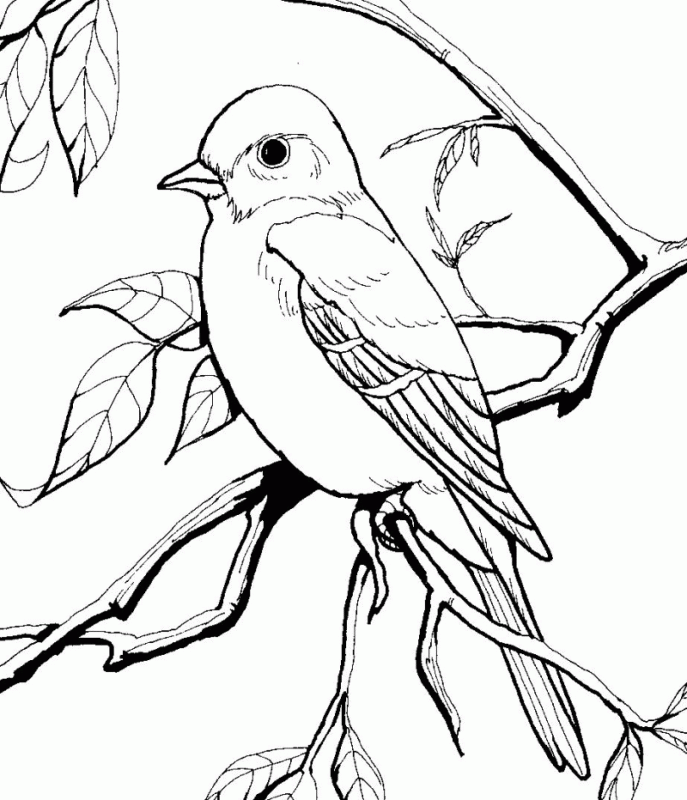 Think of the sky and ocean. Free Blue Bird Coloring Pages Download Free Blue Bird Coloring Pages Png Images Free Cliparts On Clipart Library
