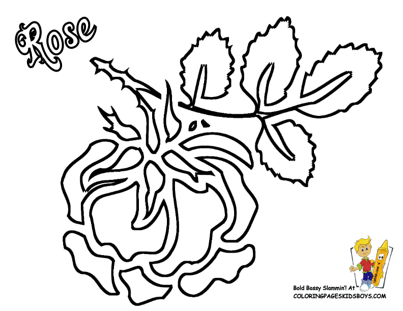 Set off fireworks to wish amer. Free Compass Rose Coloring Page Download Free Compass Rose Coloring Page Png Images Free Cliparts On Clipart Library