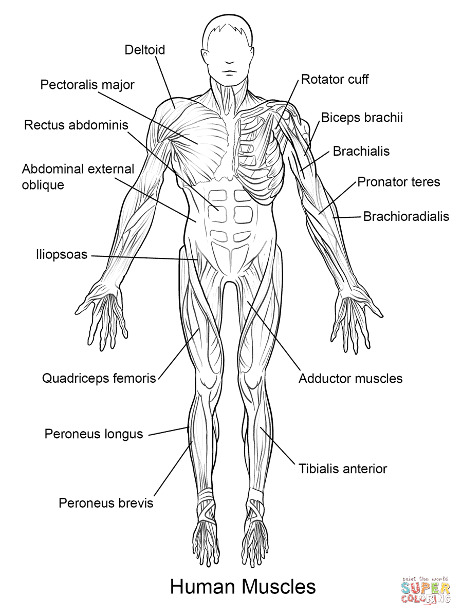 A muscle uses atp to contract and shorten, producing a force on the objects it is. Free Muscular System Coloring Pages, Download Free Muscular System