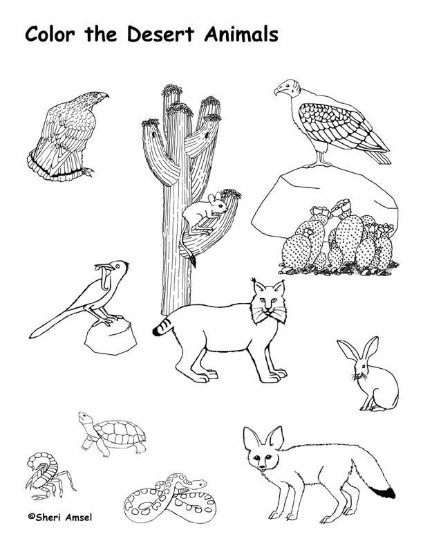 Desert animals coloring pages: exploring the fascinating world of wildlife in arid environments