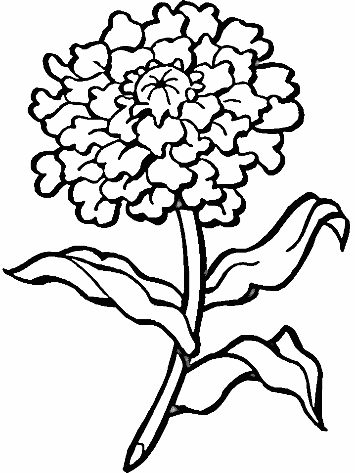 The genus chrysanthemum once included more species, but was split several … Free Chrysanthemum Coloring Page Download Free Chrysanthemum Coloring Page Png Images Free Cliparts On Clipart Library