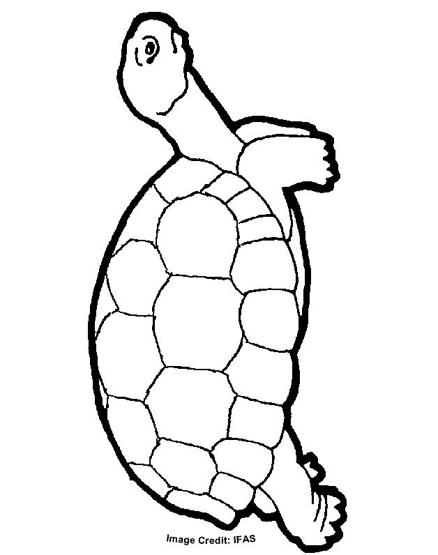 Free printable turtle coloring pages, download free printable turtle