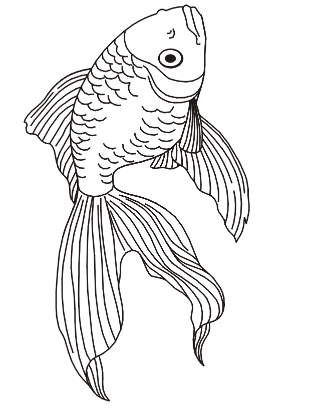 Determining the gender of a betta fish is generally quite easy, but sometimes they look similar enough to make a de. Line Art Clip Art Library