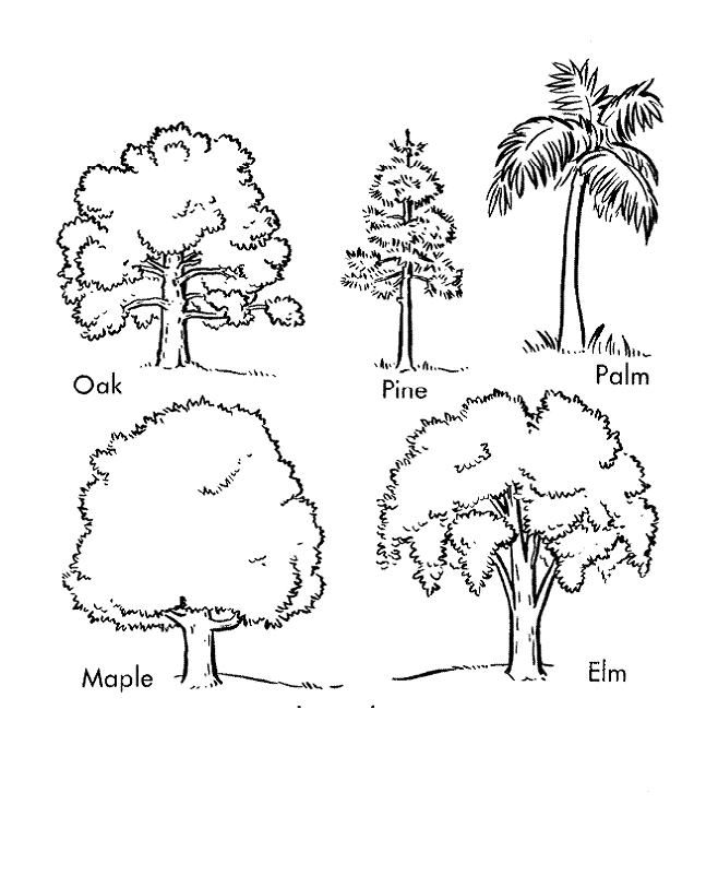 Tree Identification How To Identify Different Types Of Trees