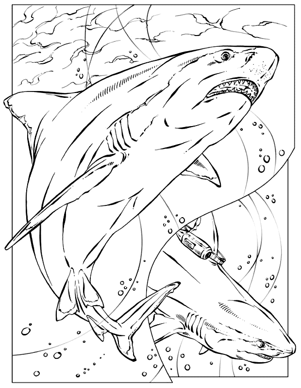 Free shark coloring page, download free shark coloring page png images