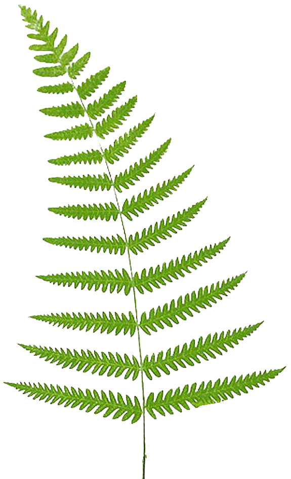 Download palm tree leaf template and use any clip art,coloring,png graphics in your website,. Free Fern Cliparts, Download Free Fern Cliparts png images