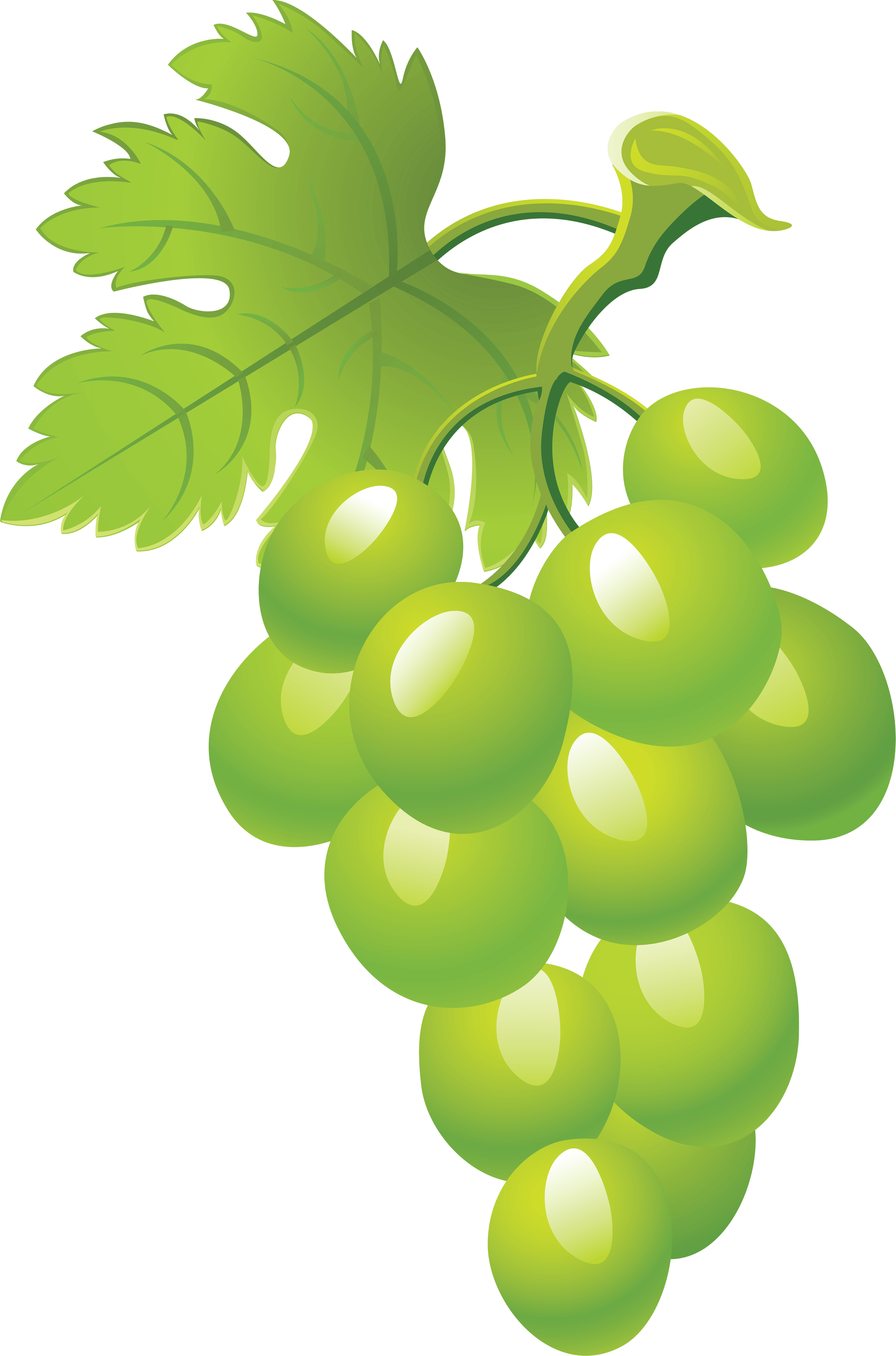 Grapes coloring page #3206027