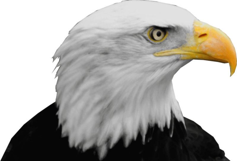 Free Eagle Transparent Download Free Clip Art Free Clip Art On Clipart Library