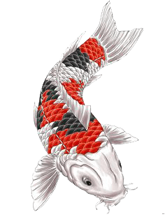 Free Fish Tattoos Png Transparent Images Download Free Clip Art Free Clip Art On Clipart Library