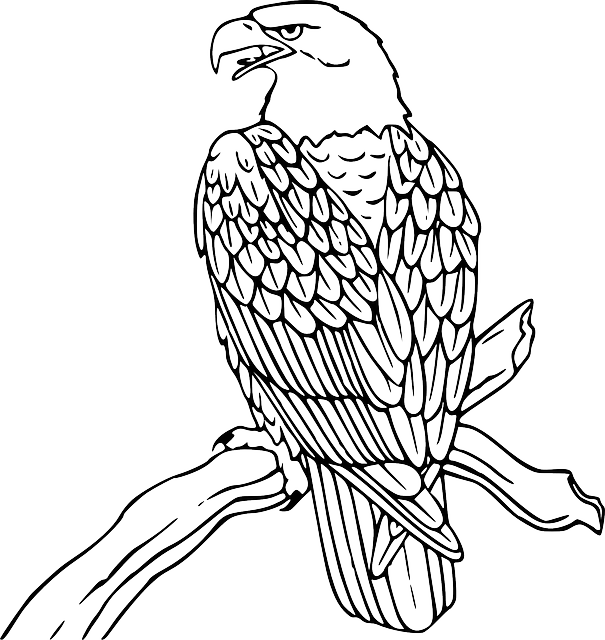 Free Black And White Bald Eagle Tattoos Download Free Clip Art Free Clip Art On Clipart Library