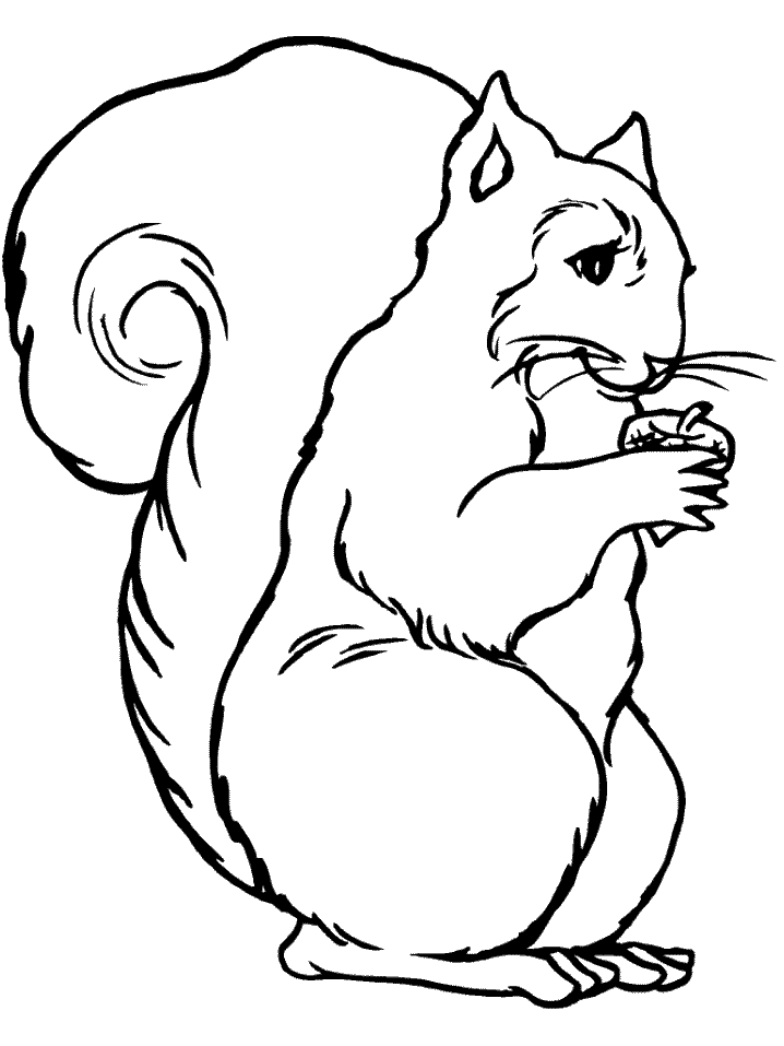 Squirrel coloring pages stock photos and images. Free Squirrel Pictures Free Download Free Squirrel Pictures Free Png Images Free Cliparts On Clipart Library