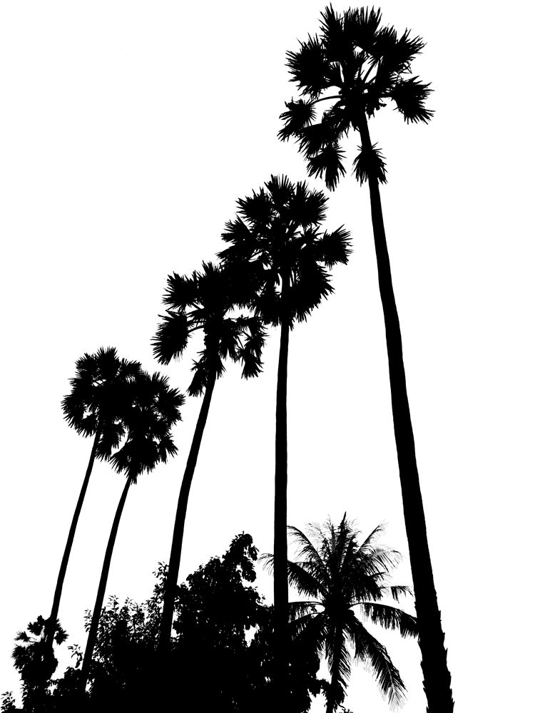 Date palm tree silhouette #1537823