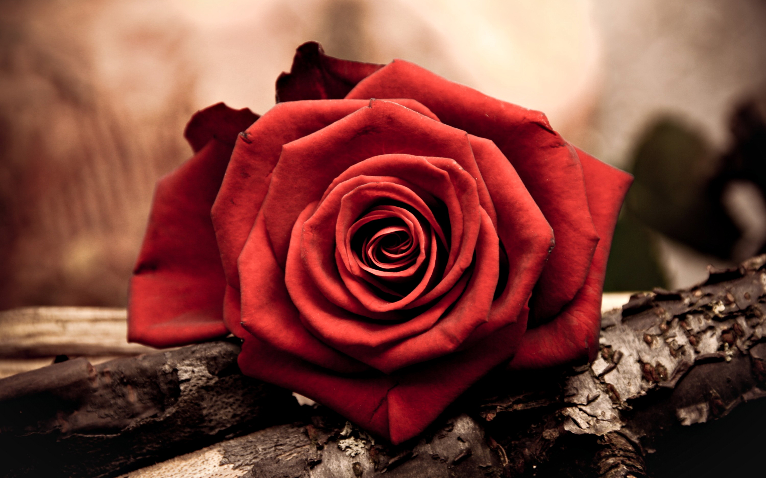 Gratis Unduh Gambar HD Gratis Gratis Love Wallpaper 75 Pictures Terkeren by www.lampunghits.com