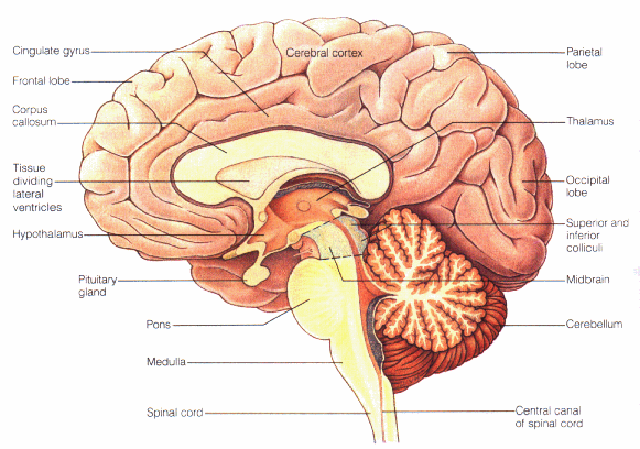 Brain clipart images