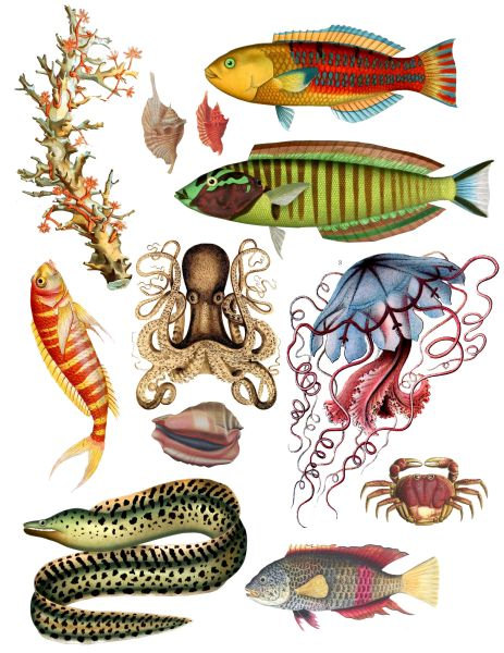 24 png files with transparent backgrounds each file is in high quality 300dpi resolution, suitable for . Free Ocean Life Art Download Free Ocean Life Art Png Images Free Cliparts On Clipart Library