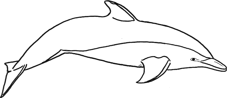 ١٥ ذو القعدة ١٤٤٠ هـ. Dolphin Tale Coloring Page Clip Art Library