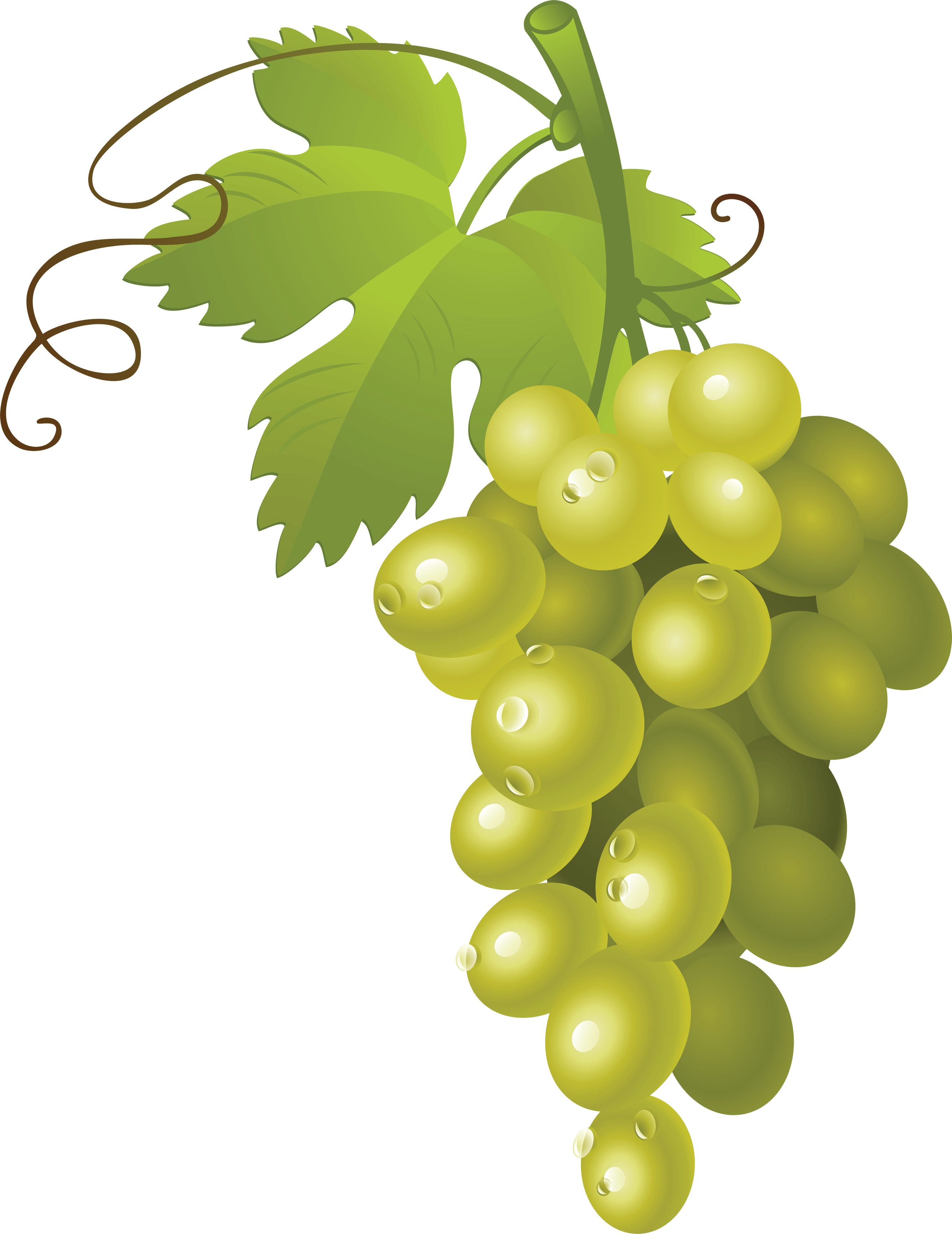 Free grapes vector png, download free grapes vector png png images