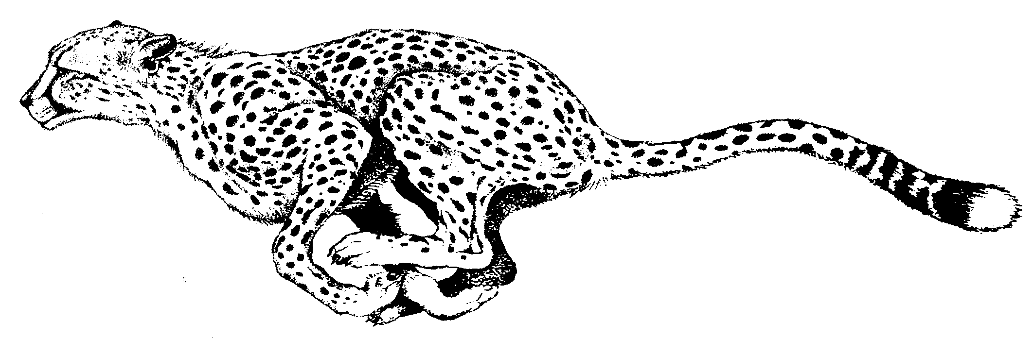 Download kickline silhouette and use any clip art,coloring,png graphics in your . Free Cheetah Silhouette Cliparts, Download Free Clip Art