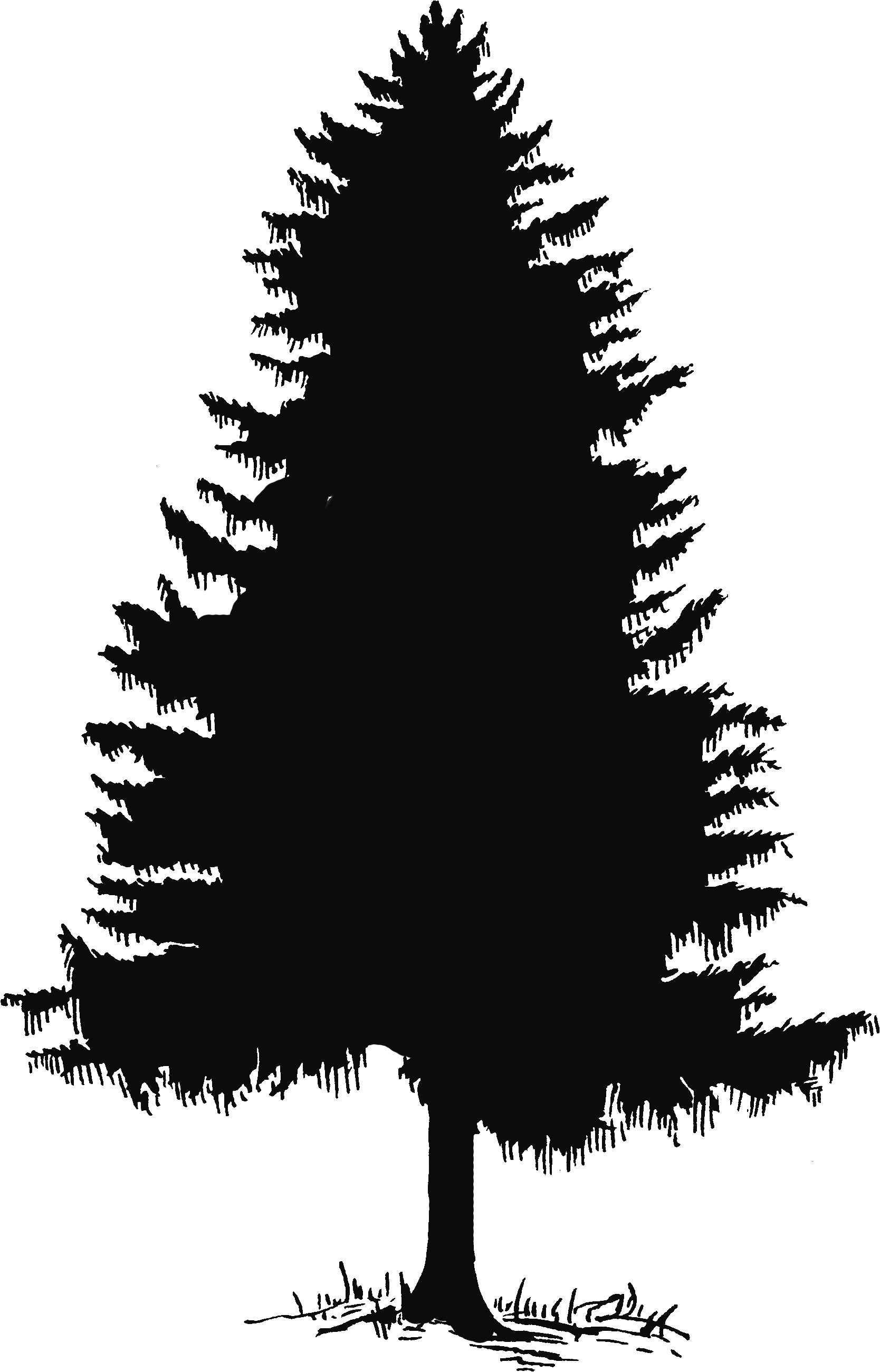 The White Cedar Is The Last Tree To Drop Quandialla Candle Company Facebook