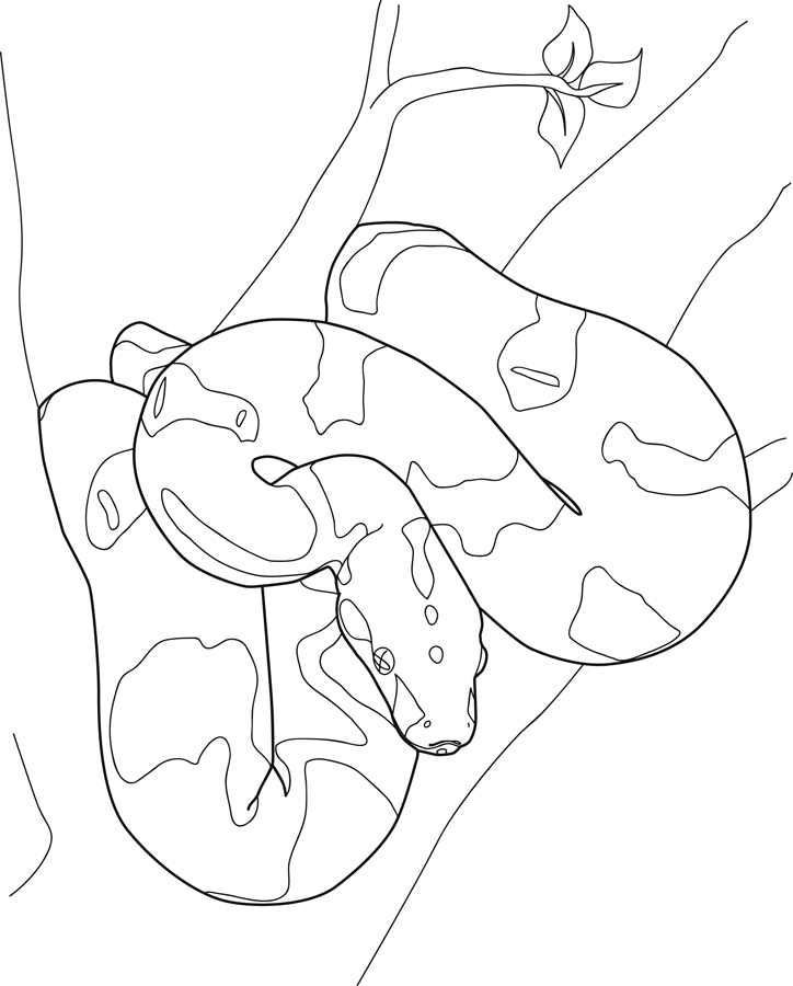 Snake coloring pages are a fun way for kids of all ages, adults to develop creativity, concentration, fine motor skills, and … boa constrictor line art - Clip Art Library