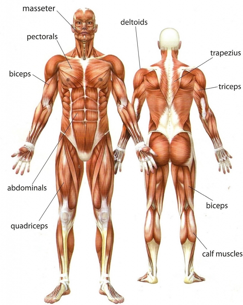 Thank you, {{form.email}}, for signing up. Male Upper Body Muscles Clip Art Library