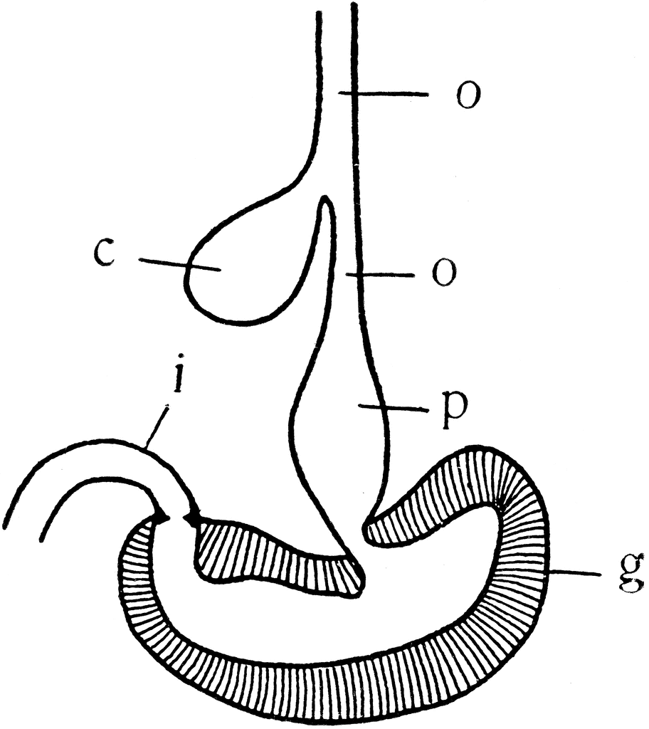 4 vintage phrenology head diagrams. Free Full Stomach Cliparts, Download Free Full Stomach Cliparts png images, Free ClipArts on