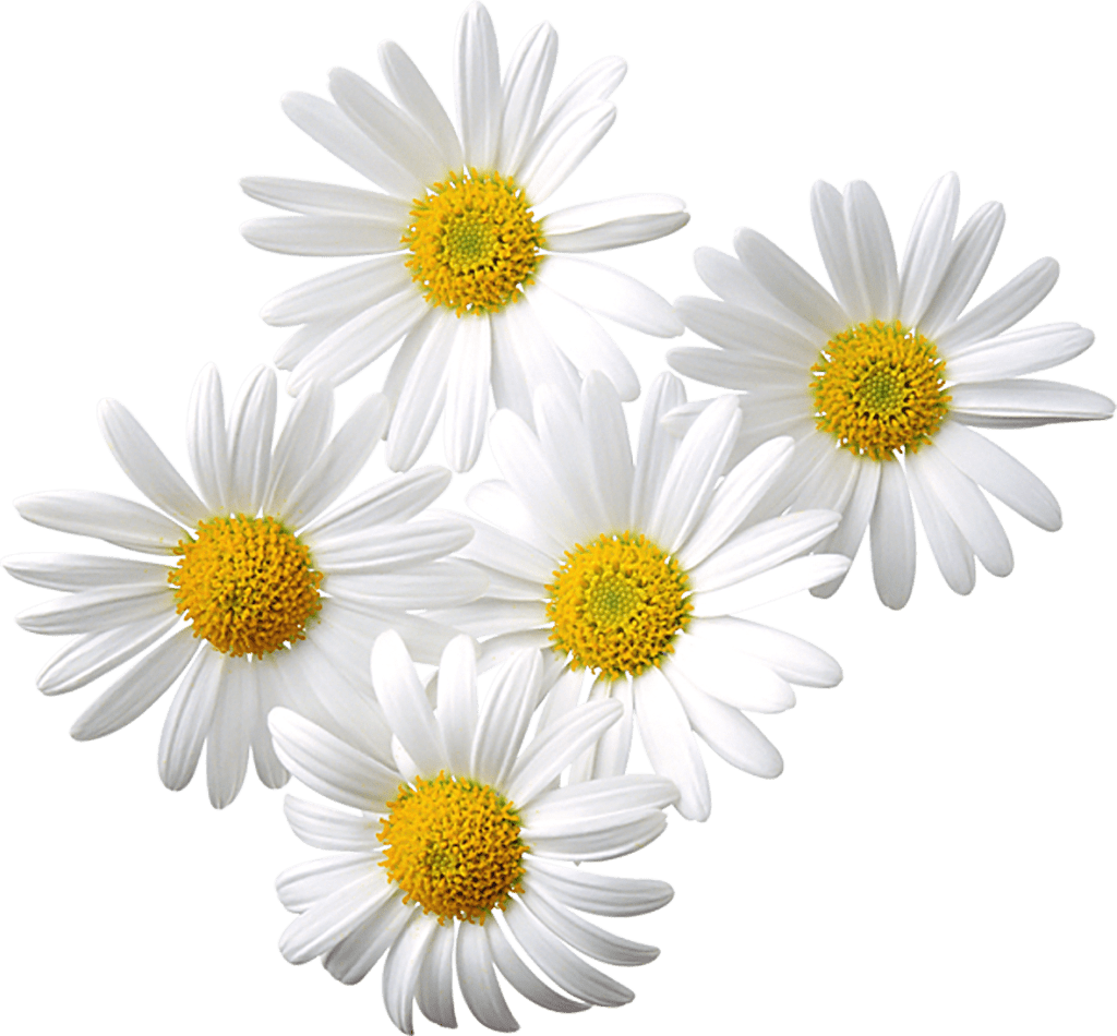 Free transparent daisy cliparts, download free transparent daisy