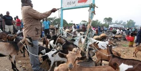 Goats being sold at Mdeka market near Salima, Malawi. Photograph: Aaron Ufumeli/EPA