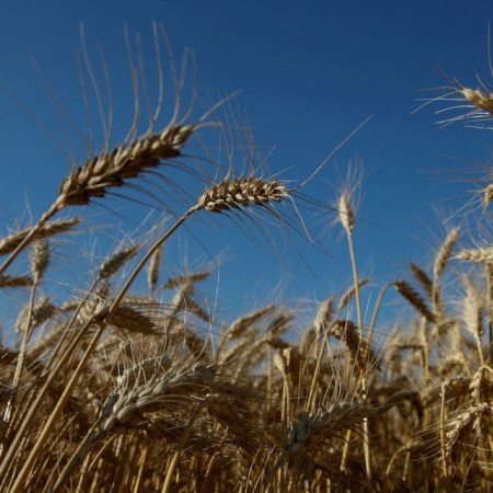 Ears of wheat are seen in a field near the village of Zhovtneve, Ukraine, July 14, 2016. REUTERS/Valentyn Ogirenko