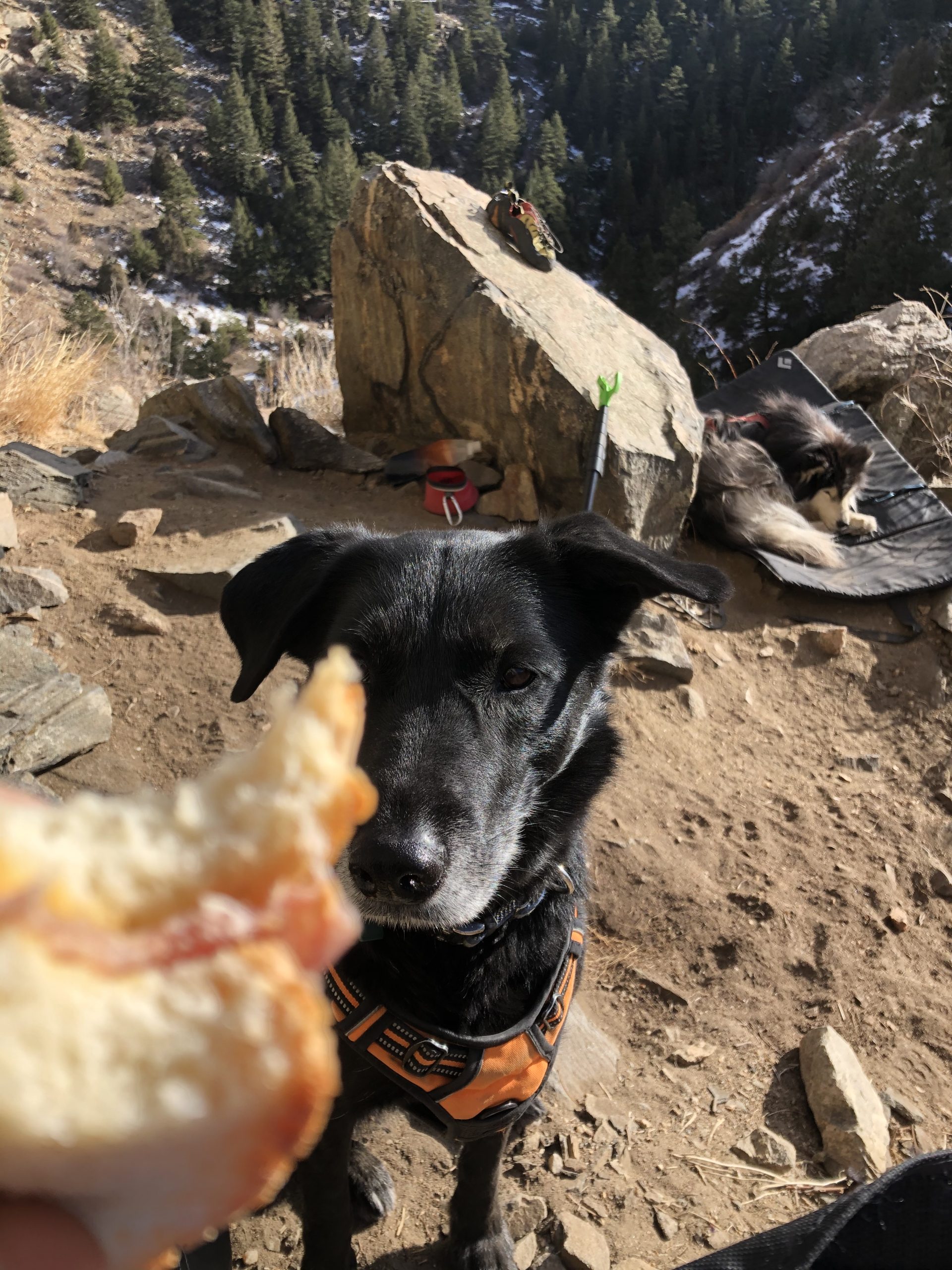 Snickers wants your food