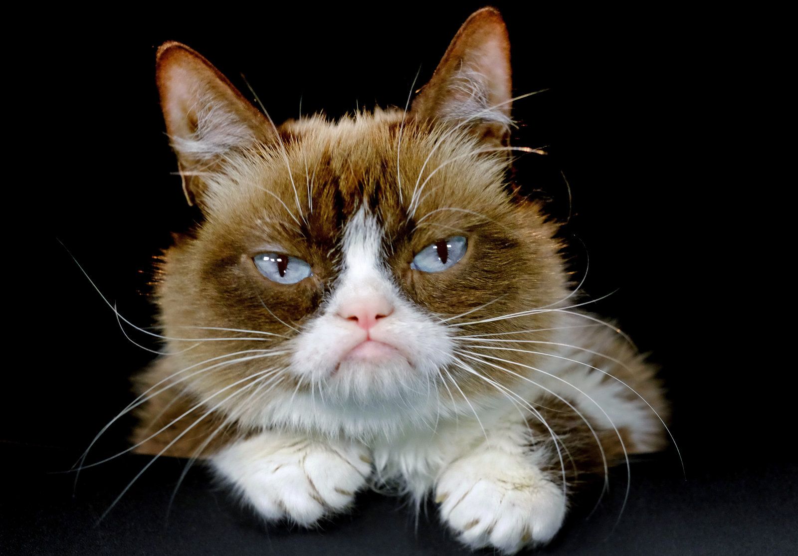 Grumpy Cat