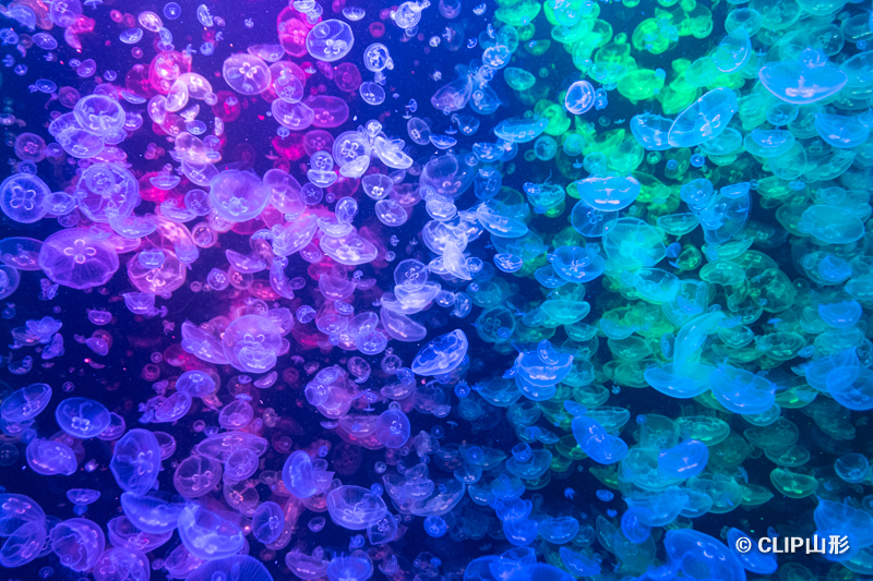 「鶴岡市立加茂水族館」 クラゲを体感するクラゲドリーム館