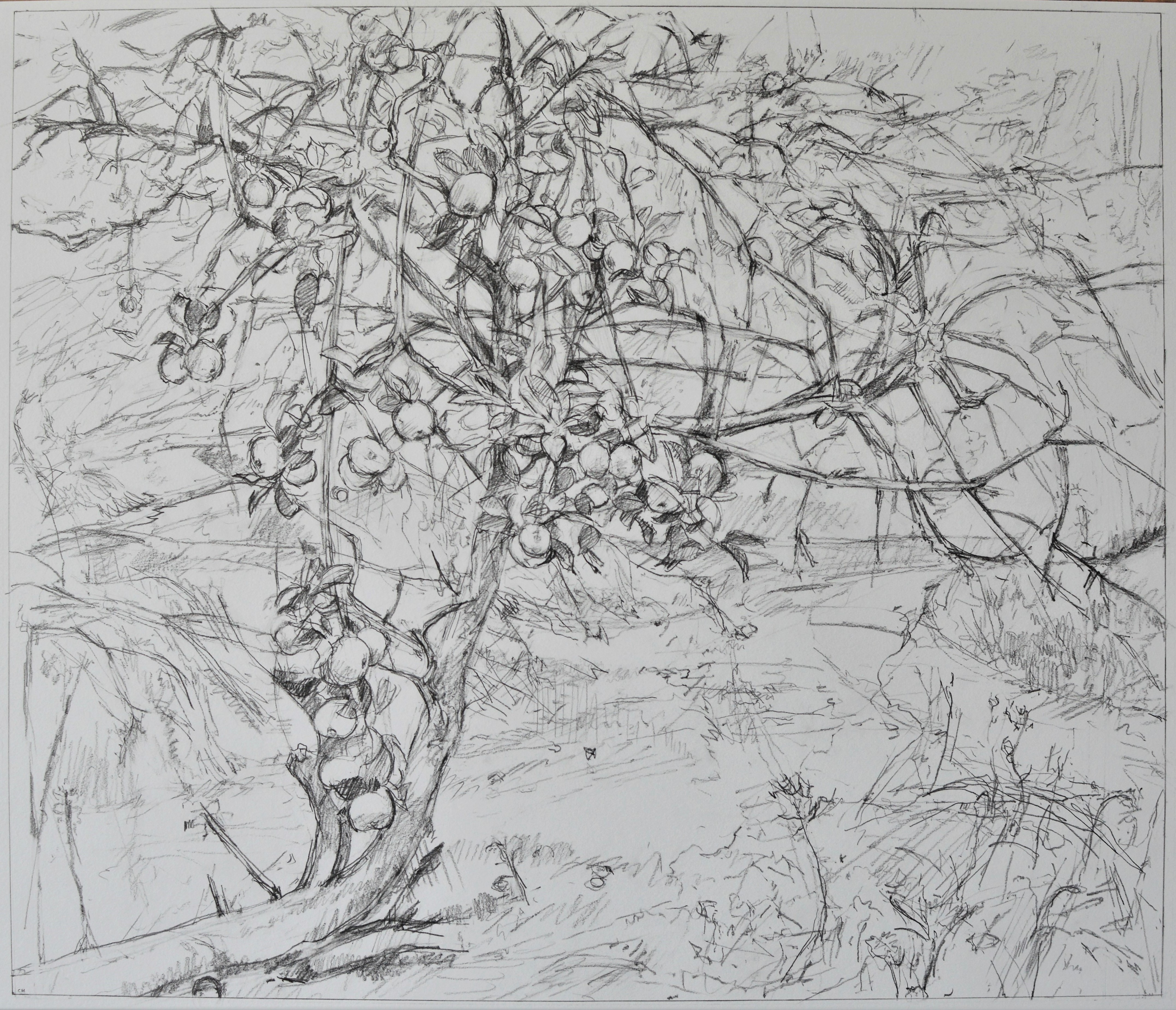 Apple Vale 2020 graphite on paper 20 1/2 x 24 inches / 52.07 cm x 60.96 cm
