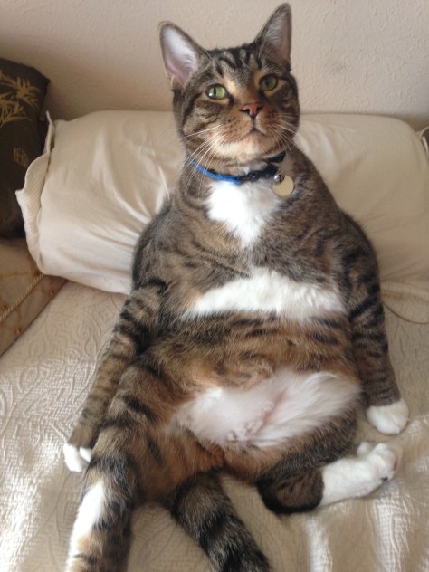 My dreamy, contemplative self today, at 5 1/2 years old and 23 pounds!