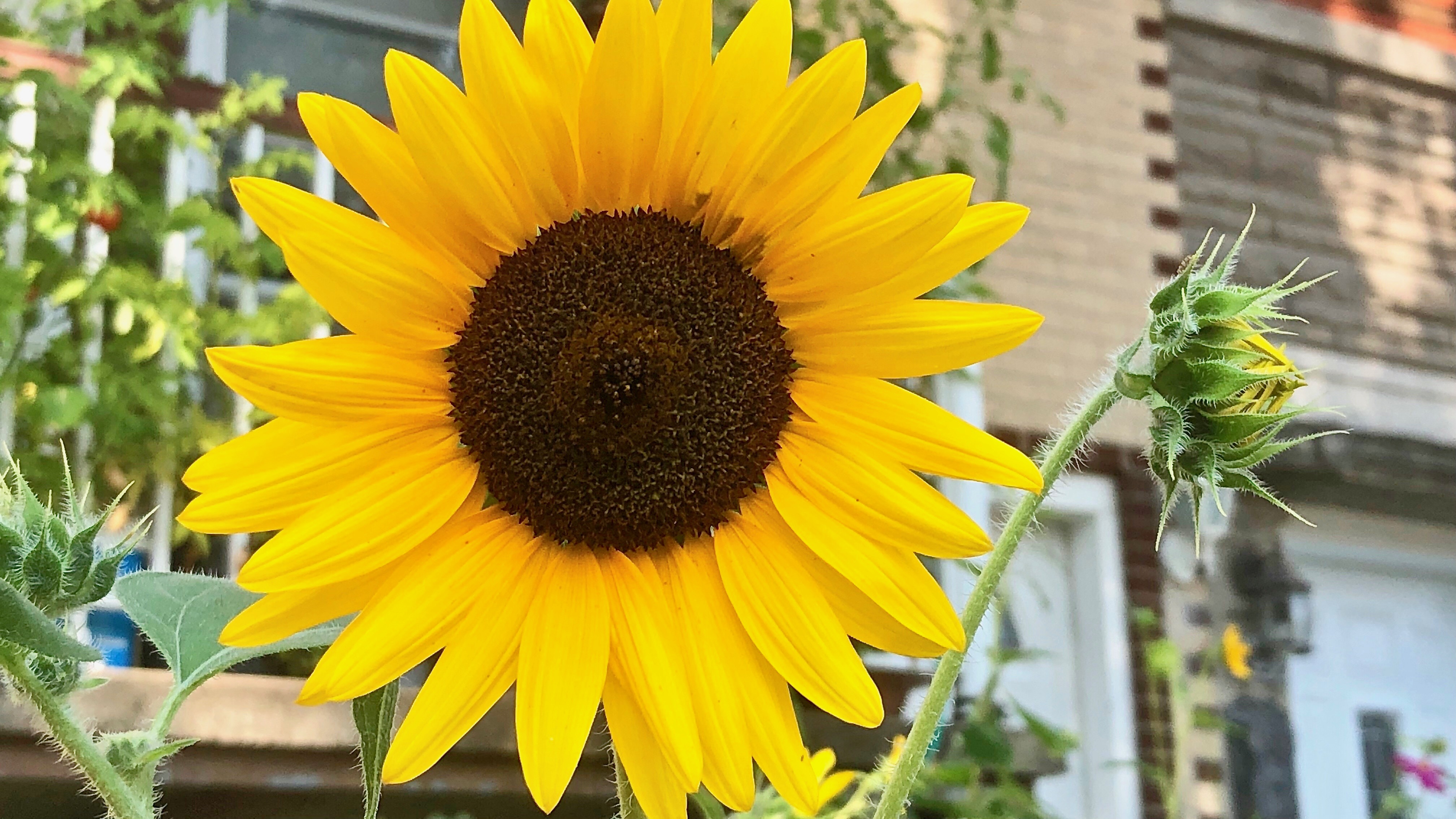 {"colorSpace":"kCGColorSpaceDisplayP3","cameraType":"Wide","macroEnabled":true,"qualityMode":3,"deviceTilt":0.035541149519010773,"customExposureMode":1,"extendedExposure":false,"whiteBalanceProgram":0,"cameraPosition":1,"focusMode":1}