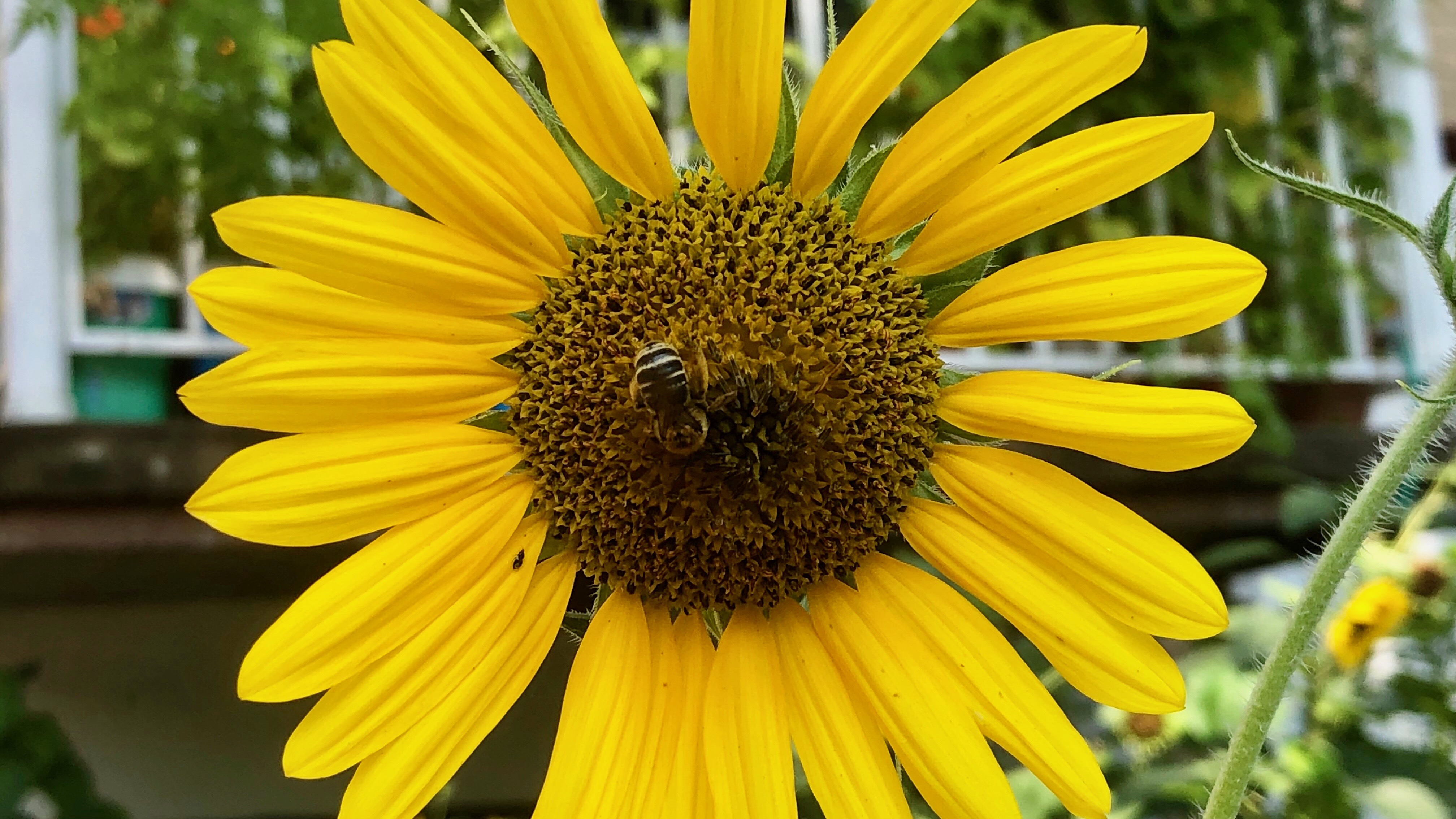 {"colorSpace":"kCGColorSpaceDisplayP3","cameraType":"Wide","macroEnabled":true,"qualityMode":3,"deviceTilt":0.081171457841206163,"customExposureMode":1,"extendedExposure":false,"whiteBalanceProgram":0,"cameraPosition":1,"focusMode":1}