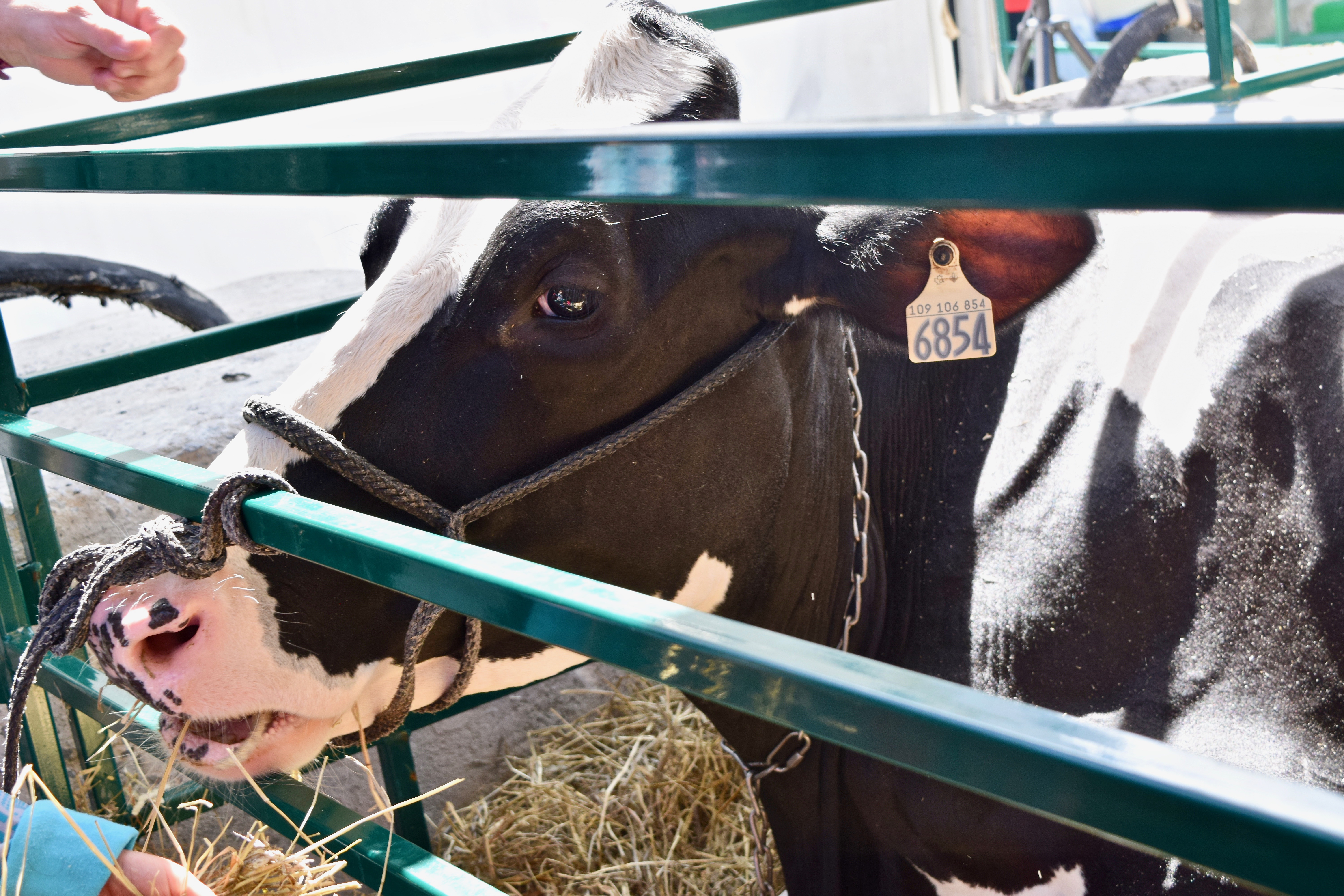 Bovins: Holstein (#141)