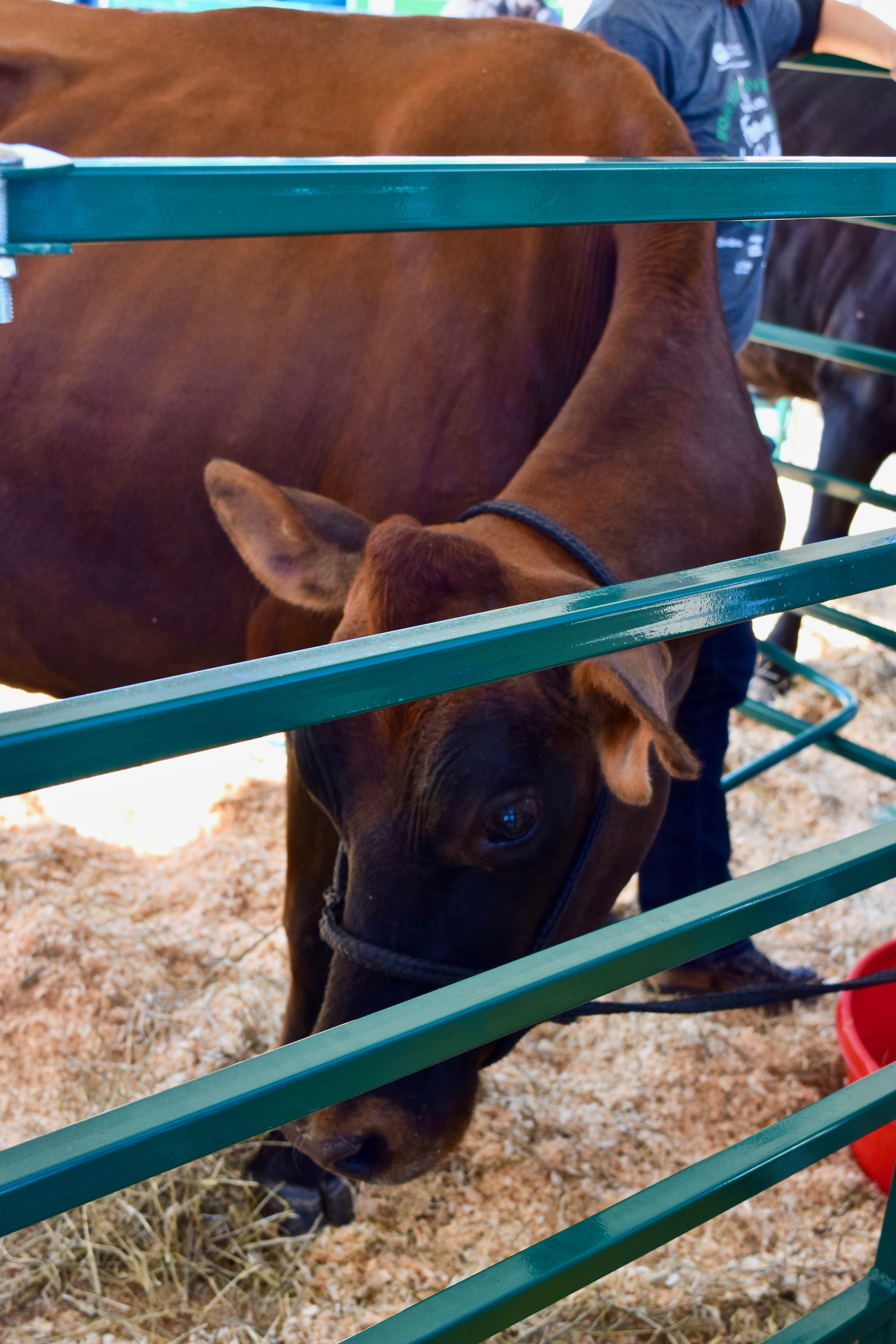 Bovins: Suisse Brune (#141)