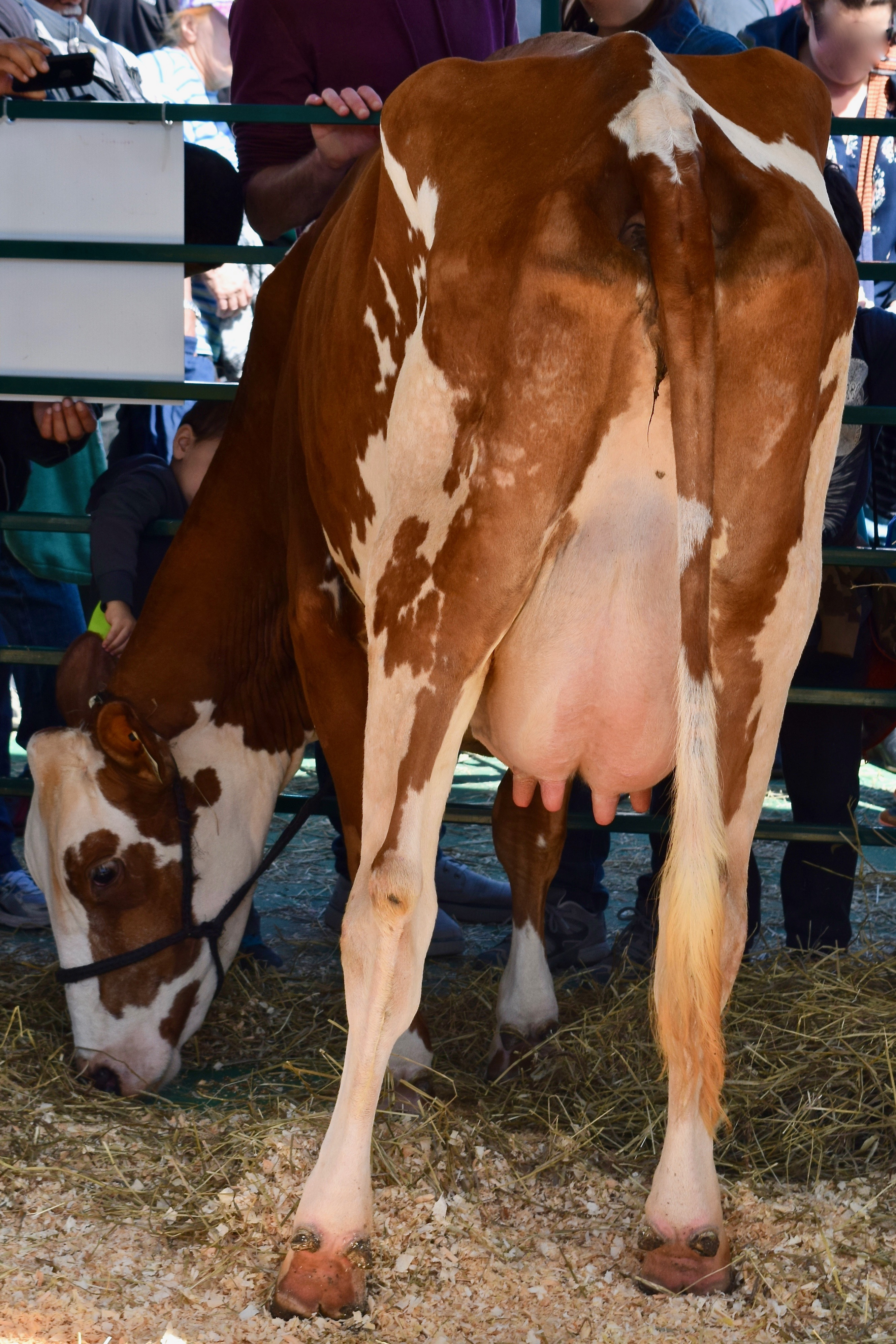 Bovins: Ayrshire (#141)